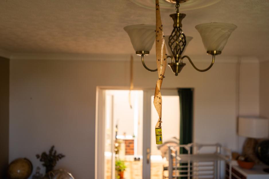 A fly catcher covered in flies hangs from a chandelier in a house.