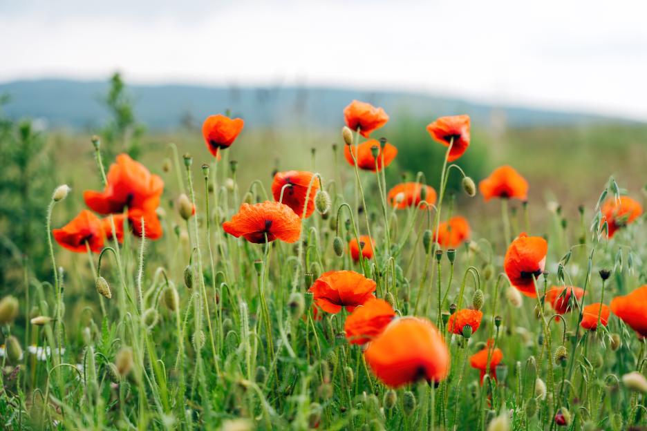 Poppies in a Field