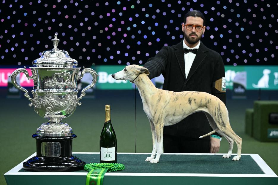 BRITAIN-LIFESTYLE-ANIMAL-DOGS-CRUFTS