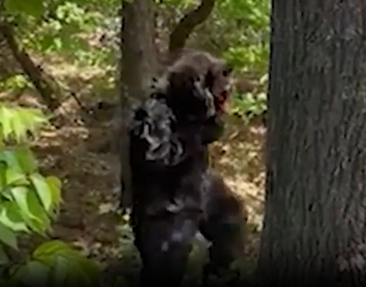 A person in a bear suit standing upright next to a tree.