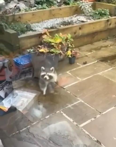 Unexpected Visitor: Raccoon Caught Roaming in UK Woman's Garden Before Curiously Gazing Through Her Window
