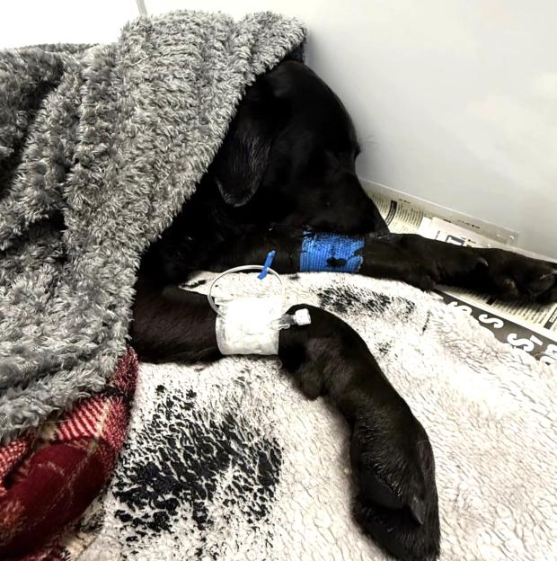 Dog rescued from Ben Nevis suspected to have eaten discarded cannabis