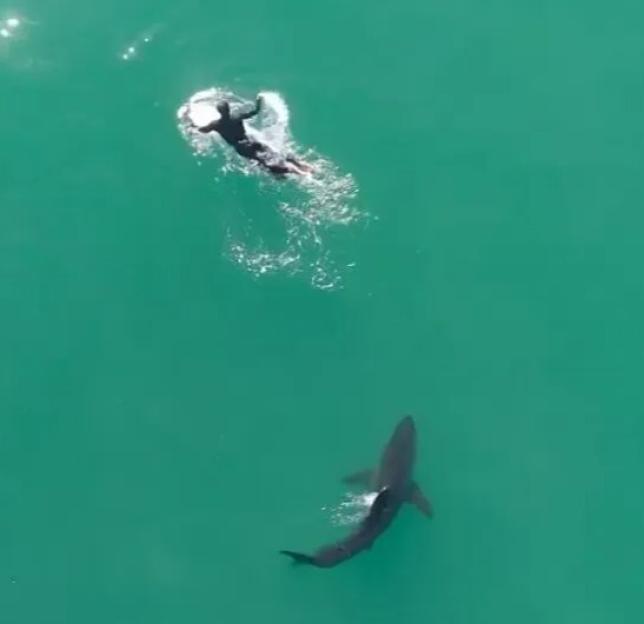 Shark Stalks Surfer in Chilling Encounter Until Drone Sounds the Alarm