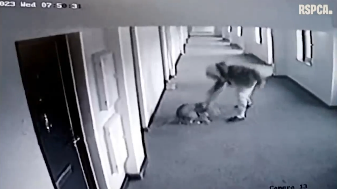A person abandons a dog in a hallway.