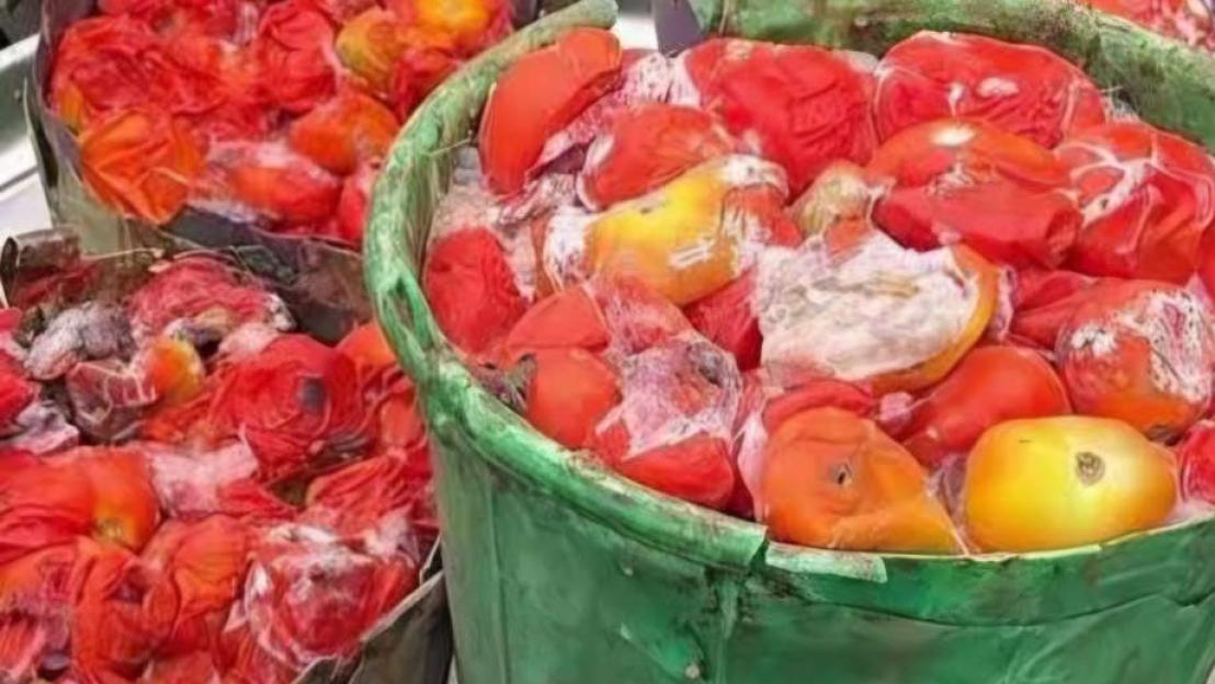 Lagos Government Warns Shoppers to Steer Clear of Spoiled Tomatoes
