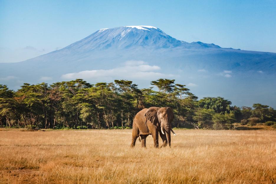 An elephant emerges from the jungle with Mount Kilimanjaro in the background.