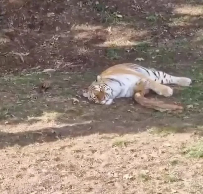 Harrowing moment man ‘asks for photo to be taken with tiger’ minutes before savage attack when he jumped into enclosure
