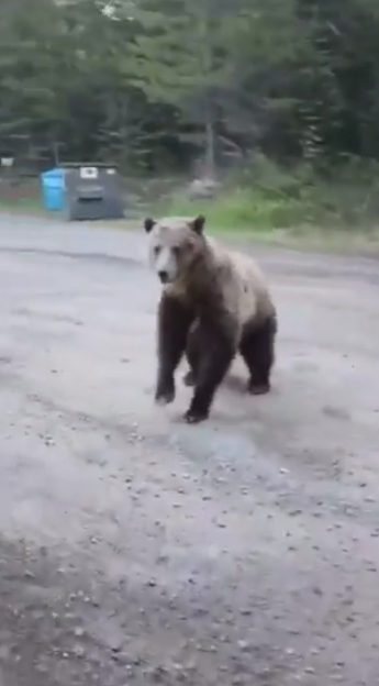 A grizzly bear charging forward on a dirt road.