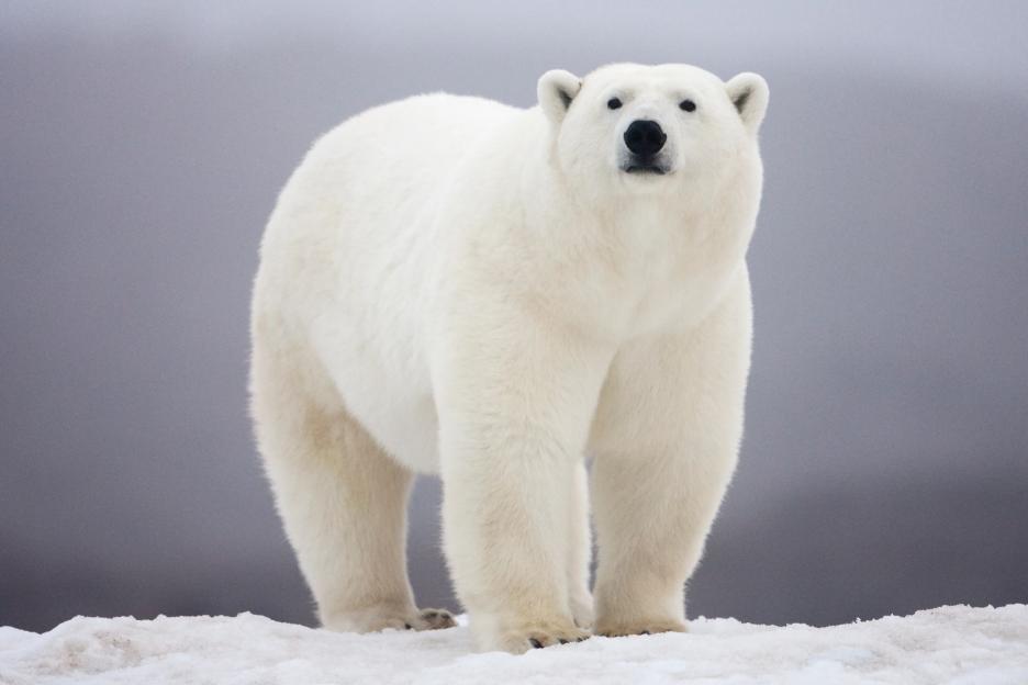 Gun Smugglers Fumble Their Alibi, Claim Rifles Were Meant for Hunting 'Polar Bears' After Channel Bust