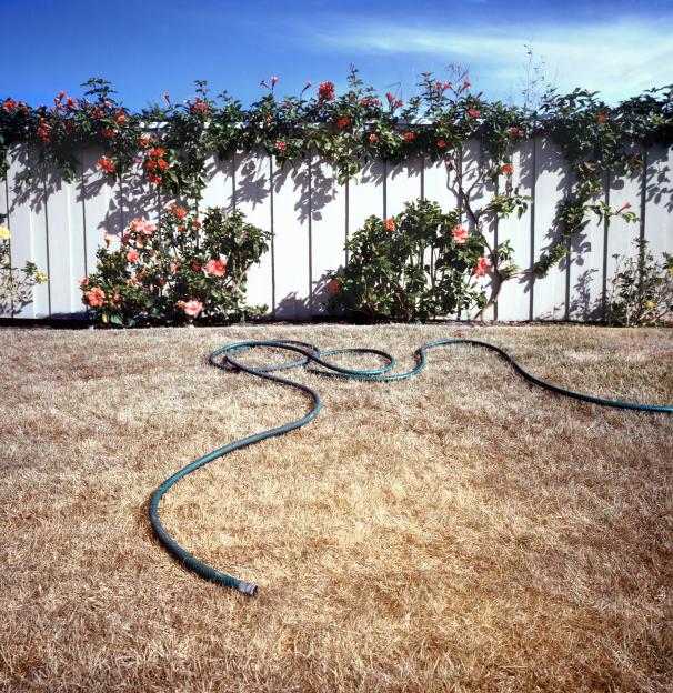 Revitalize Your Dull Garden: 8 Easy Tips to Boost New Plants Without Fertilizer, Even During a Hosepipe Ban!