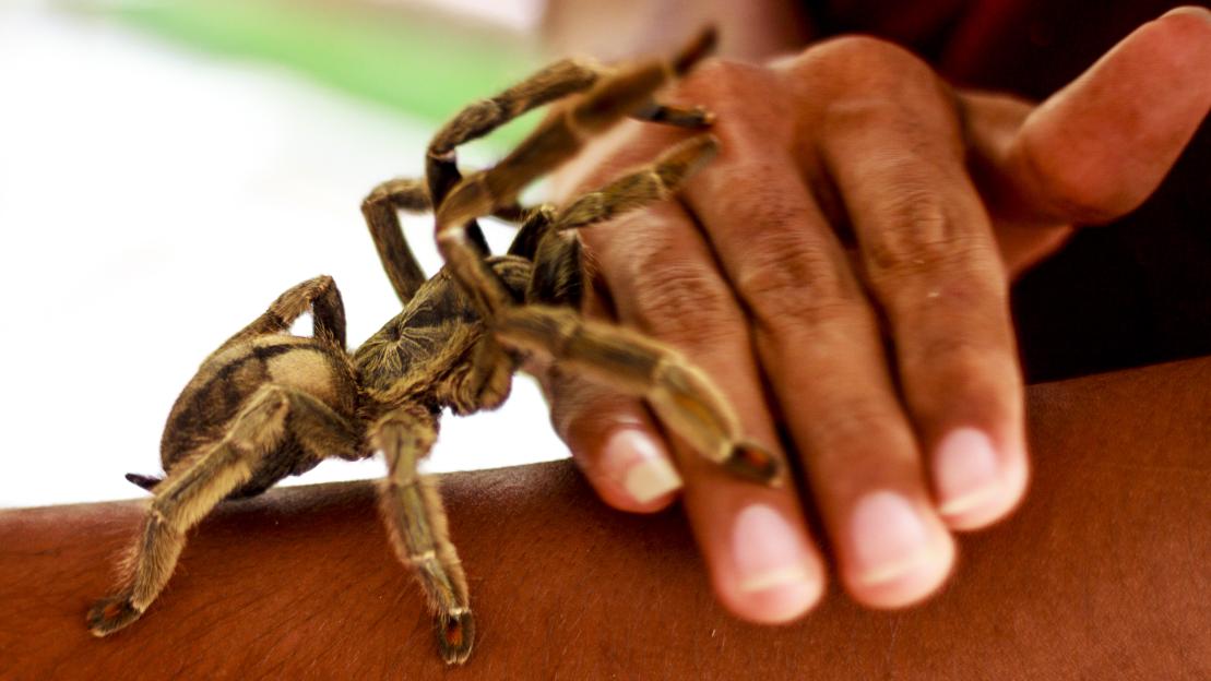 A Trinidad Chevron Spider on a person's hand.