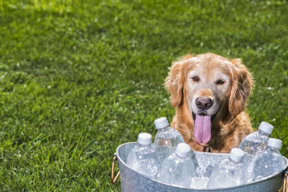 a dog laying in a bucket of water bottles