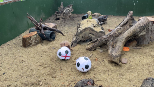 A small armadillo on a sandy enclosure with two soccer ball piñatas, one with an English flag.