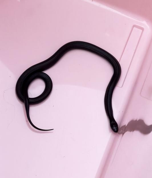 NINTCHDBPICT001053255030