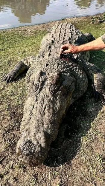 The carcass of the shot 15 foot crocodile before it is cut open to reveal what are almost certainly the remains of tragic businessman Gabriel Batista, 59. The person with the croc appears to be holding a bullet cartridge above the entry wound of the