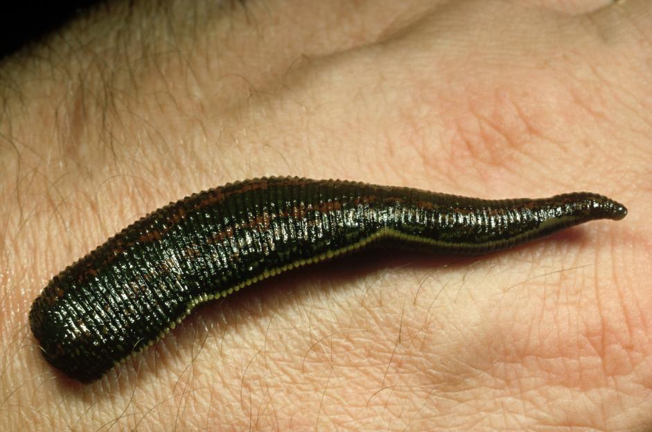 NINTCHDBPICT000034941737