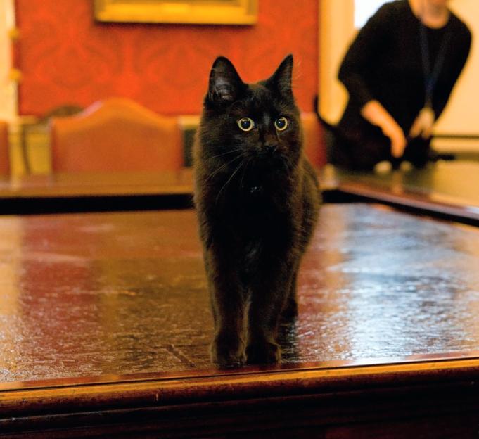 Ossie the Cabinet Office Cat Faces Emergency Surgery After a Cabinet Mishap!