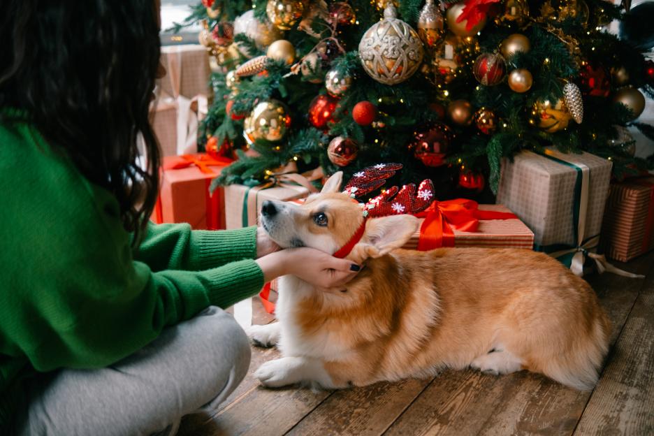 Vet Sounds Alarm: Common Christmas Decorations That Could Endanger Your Pets and Drain Your Wallet