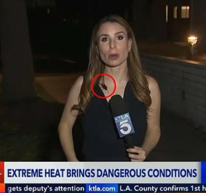 'Viewers Applaud TV Reporter’s Calm Reaction as Giant Cockroach Climbs Up Her Neck During Live Broadcast!'
