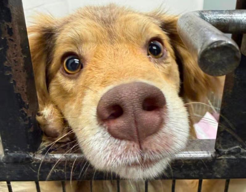 ‘Confused’ Dog Brought Back Just a Day After Finding His ‘Forever Family’ Because They No Longer Wanted Him