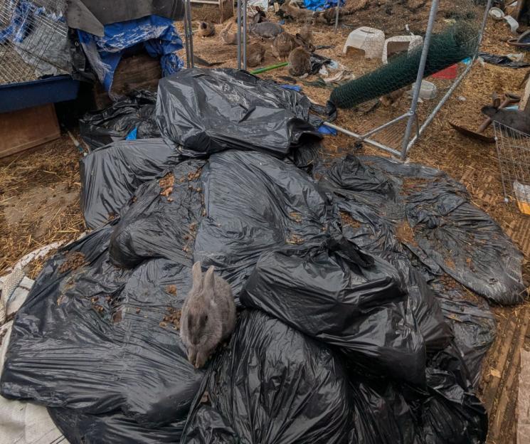 A rabbit sitting on black trash bags in a dirty outdoor enclosure with other rabbits in the background.
