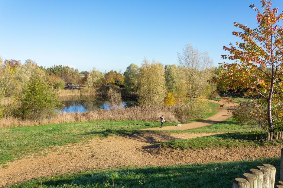 A person walks two dogs on a path next to a lake in Bedfont Lakes Country Park.