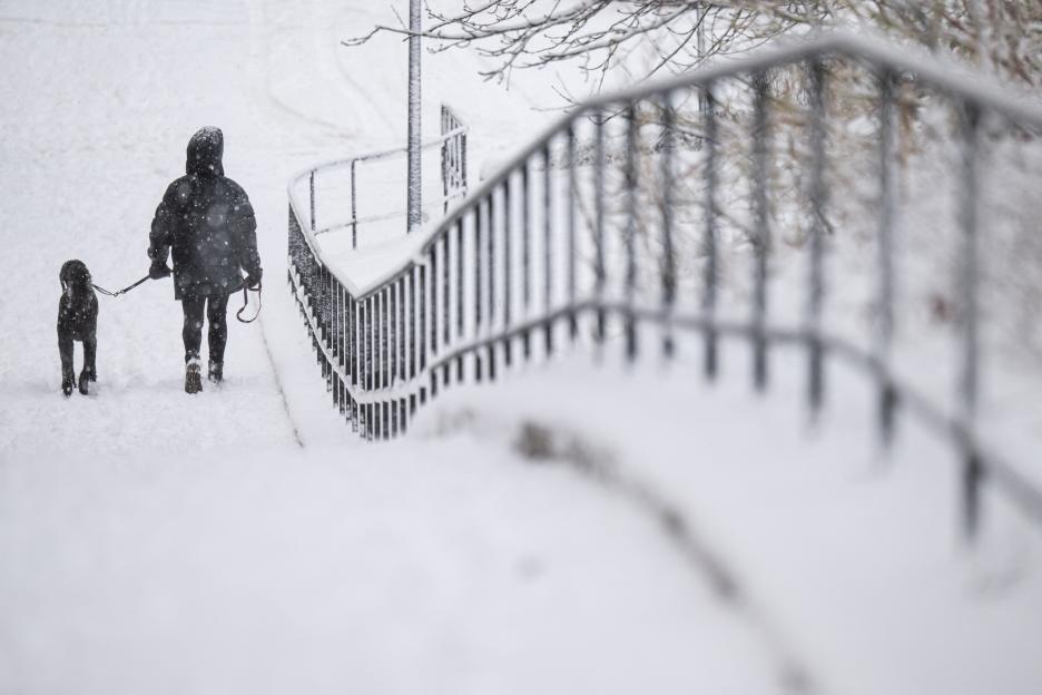 Woman walking dog in heavy snow