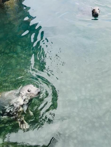 Two seals swim in green and light blue water.