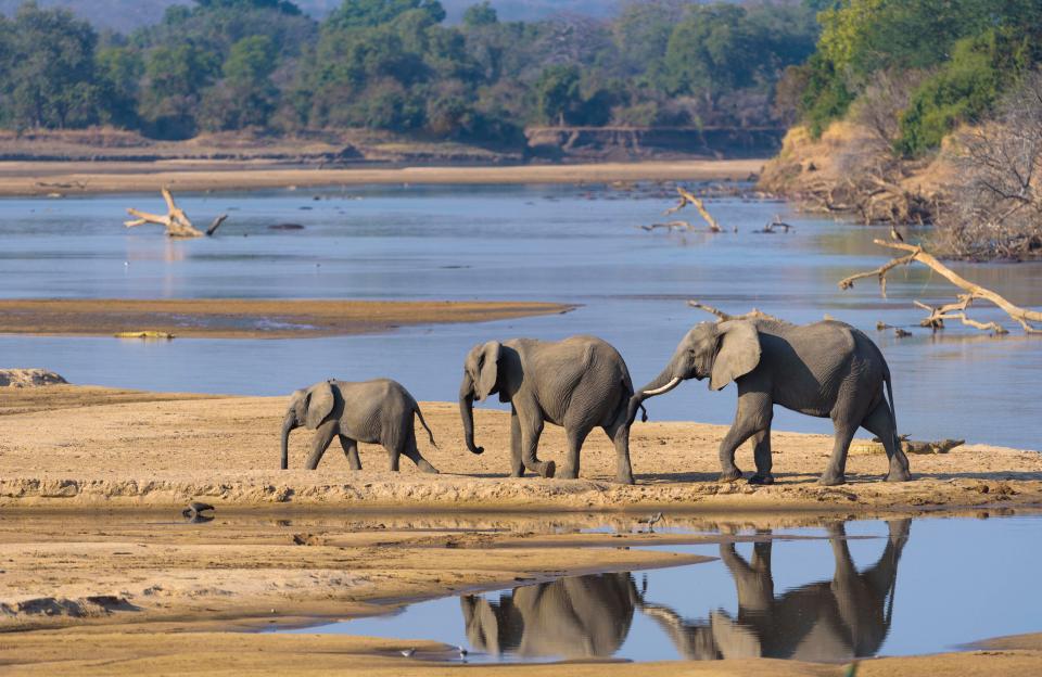 African elephants (Loxodonta africana) at the Luangwa River, South Luangwa National Park, Zambia