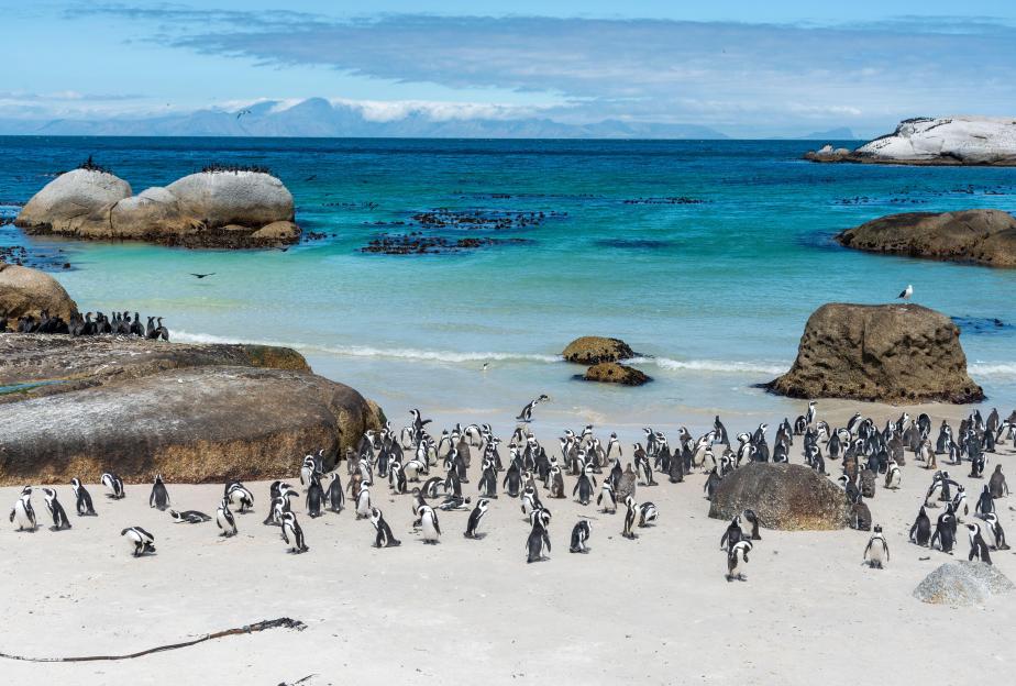 African penguin colony (Spheniscus demersus) on Boulders Beach, Simon's Town,Cape Town, Cape Peninsula, South Africa