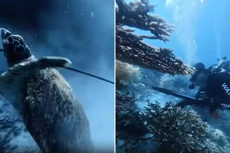 Sick diver impales critically endangered turtle with speargun ‘before cooking sea critter’ as he’s arrested