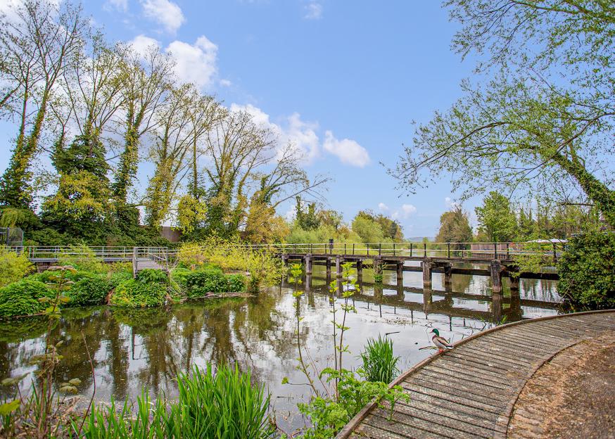 Lee Valley Holiday Park in Hertfordshire with a duck on a wooden walkway next to a lake, and a wooden bridge in the background.