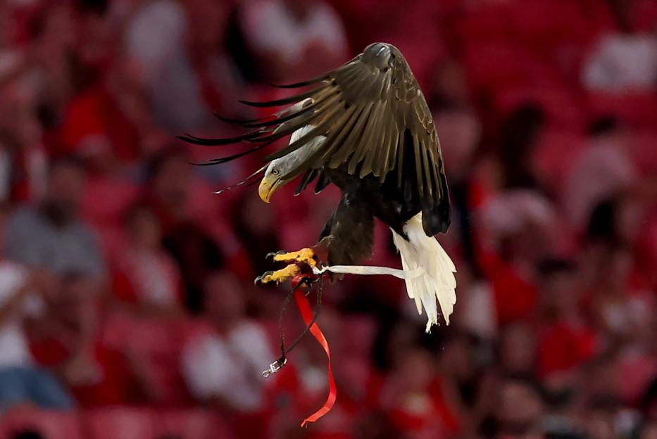 FBL-POR-LIGA-BENFICA-SANTA CLARA
