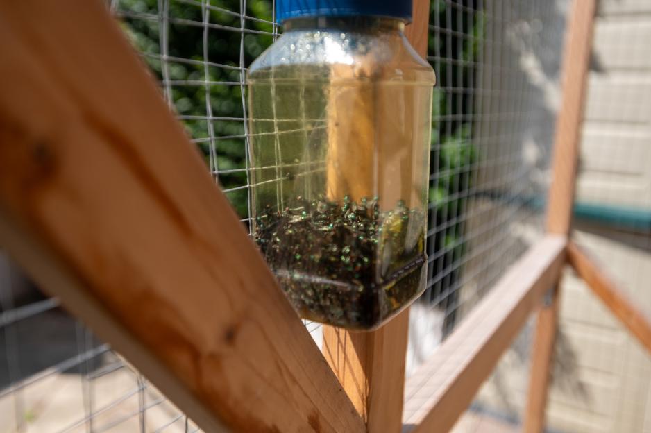 Fly trap full of dead flies hanging near a fence.