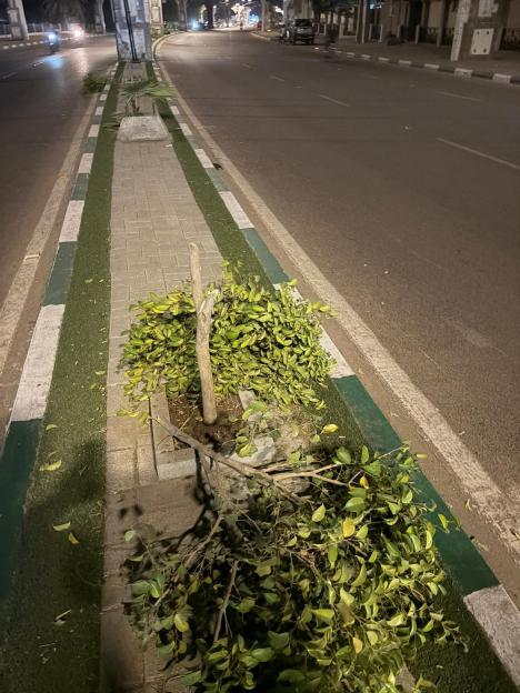 Vandalism of Roadside Trees Raises Alarm in Kano Amid Growing Political Tensions