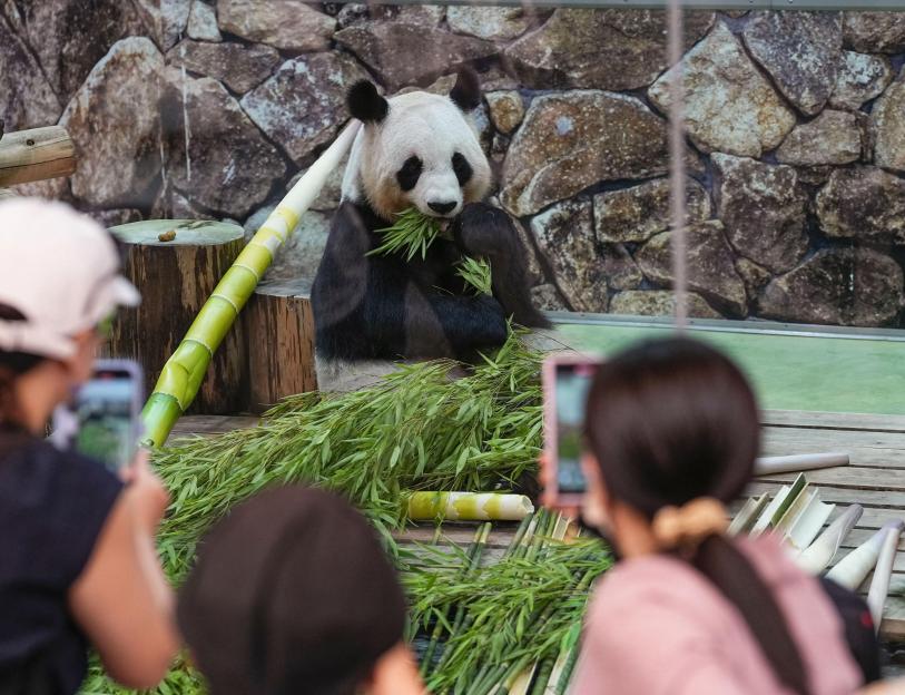 Giant panda Rauhin is pictured on June 27, 2025, on the final day of her public display at Adventure World in Shirahama, Wakayama Prefecture. All four giant pandas, including Rauhin, are set to leave the western Japan zoo on June 28 to return to Chin