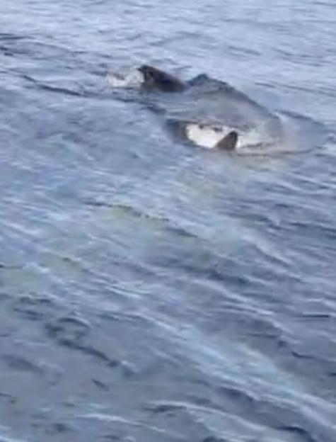 VIDEO: Monster shark spotted patrolling off British Isles
