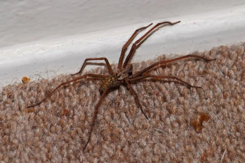 Spiders are lurking inside UK homes in a ‘quiet and dark’ gap you’d never think to check, says expert