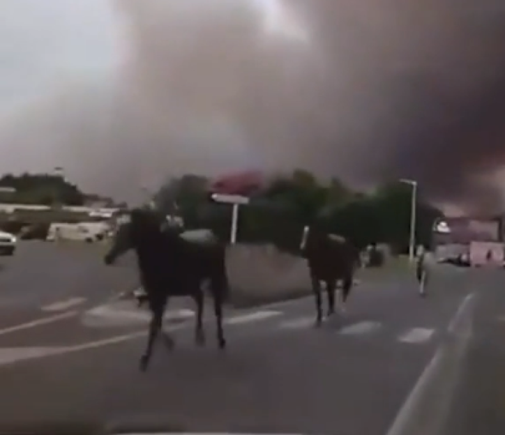 Horses running on a road with smoke in the background.