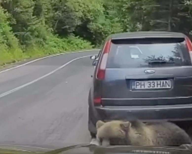 VIDEO: Moment wild bear creeps up on distracted tourist taking selfies