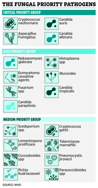 Illustration of a list of fungal priority pathogens divided into Critical, High, and Medium priority groups.