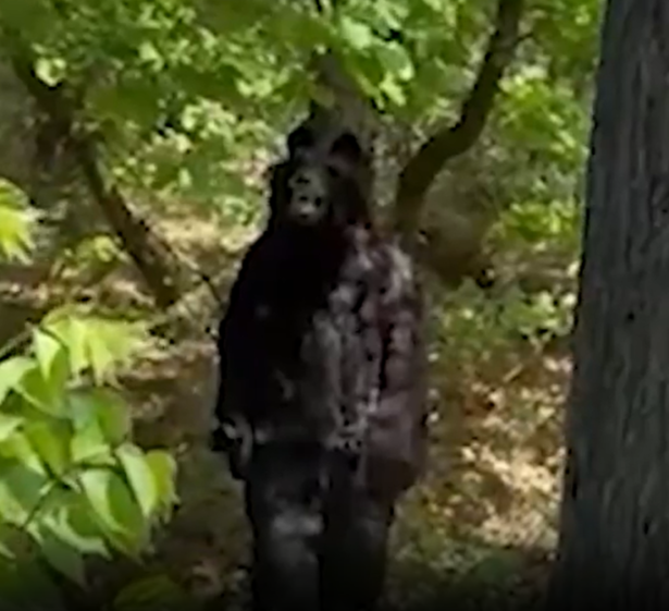 A blurry, dark figure of Bigfoot standing in a forest.