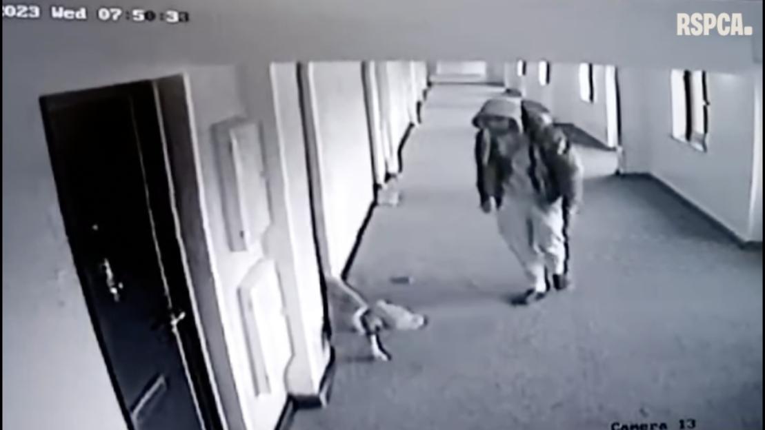 Thug Sentenced and Banned from Pet Ownership After Brutally Beating Dog Left Without Water in Cage