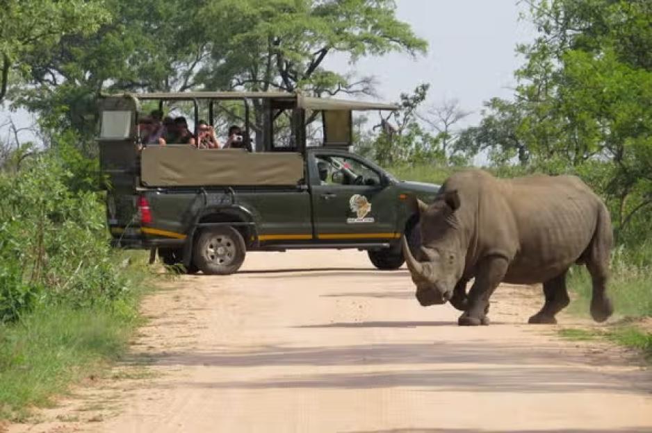 Tourists in the Kruger National Park enjoying a game drive taking in lions and rhino which are part of the Big 5 which include buffalo, lion and leopard