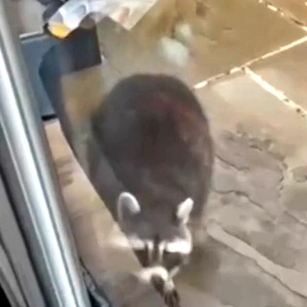 VIDEO: Bizarre moment RACCOON spotted wandering around Brit¿s garden