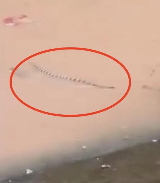 VIDEO: Locals collect thousands of VENOMOUS snakes after they escaped during storm