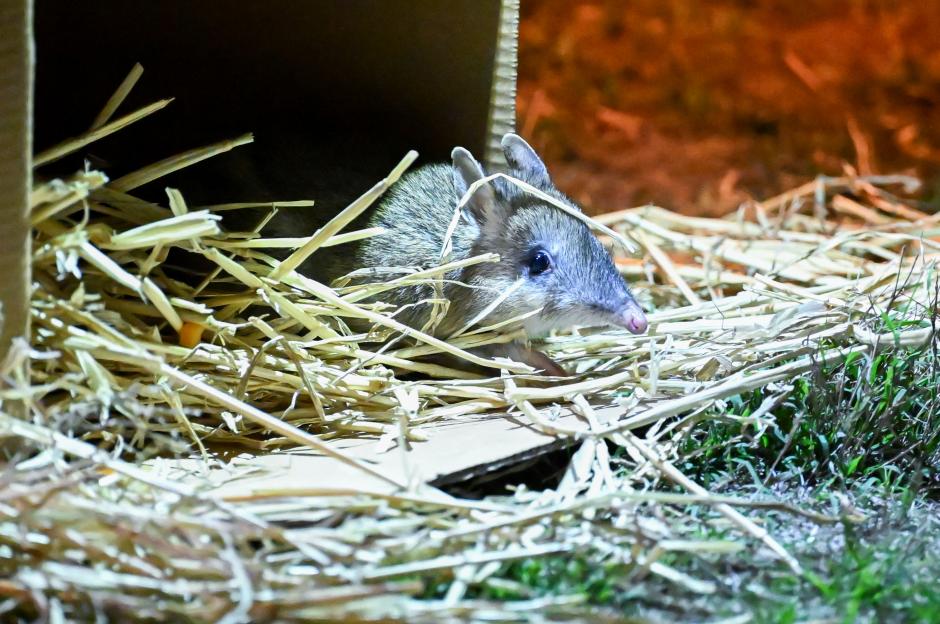 'After 30 Years, Australia's Beloved Marsupial Makes a Stunning Comeback from Extinction!'