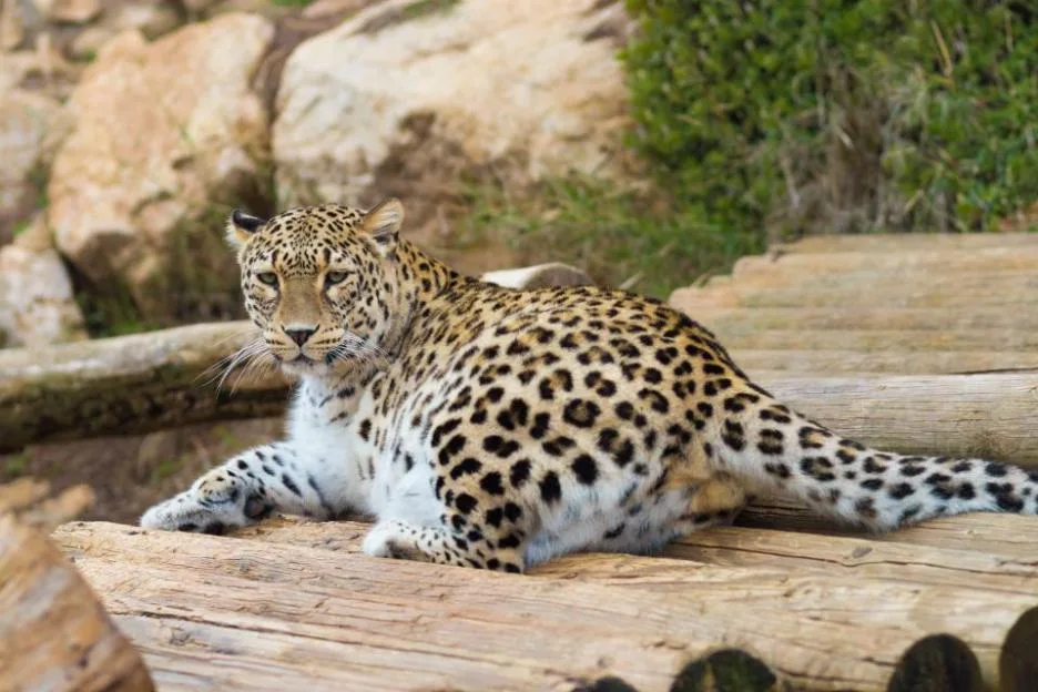 A Persian tiger lies on logs at the Jerusalem Zoo, Israel
