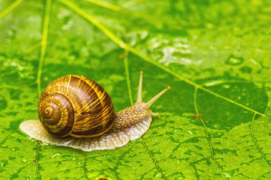 Deter Slugs and Snails in Your Garden with a 20p Fridge Essential That Your Plants Will Adore!