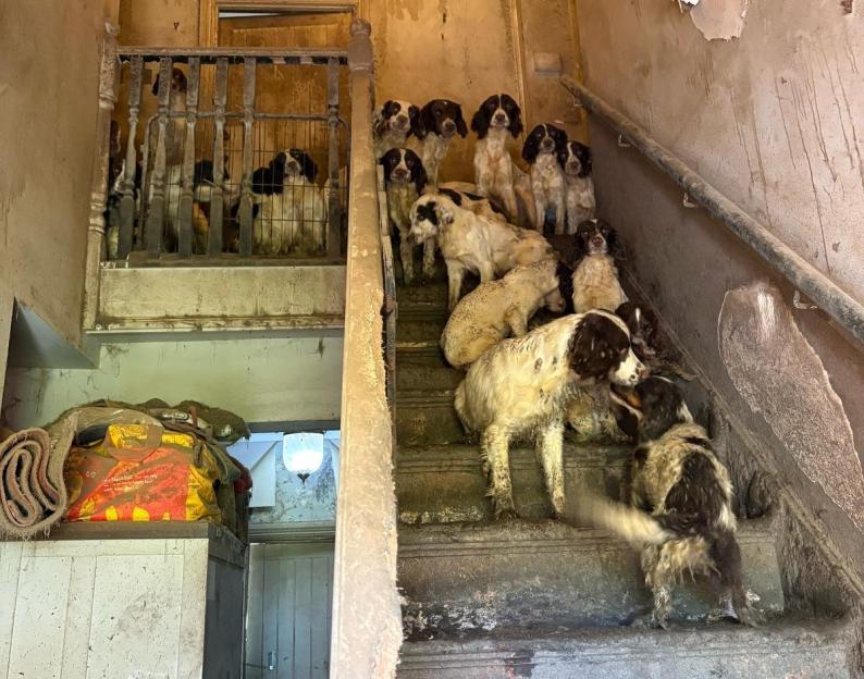 Many spaniel dogs on a dirty staircase in a squalid house.